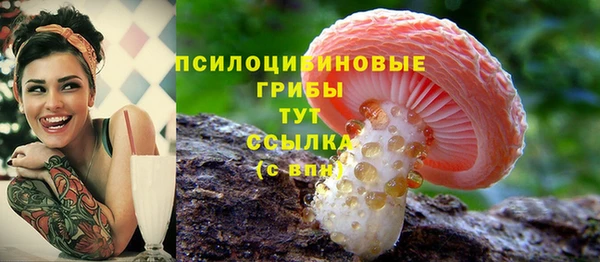 прущие грибы Аркадак