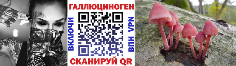 Галлюциногенные грибы Psilocybe  Волхов 